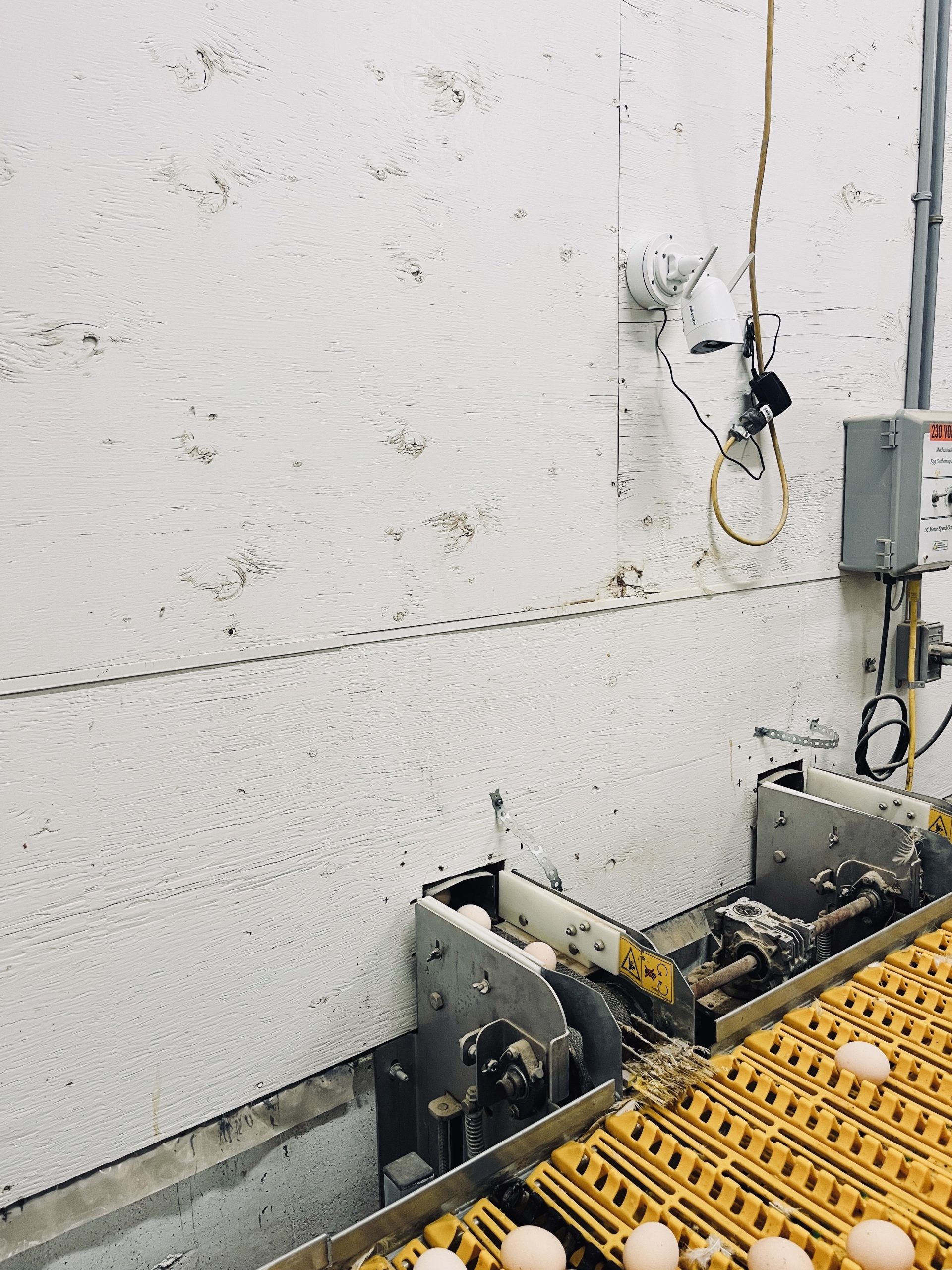 camera above egg belt in broiler breeder barn, cameras in barns